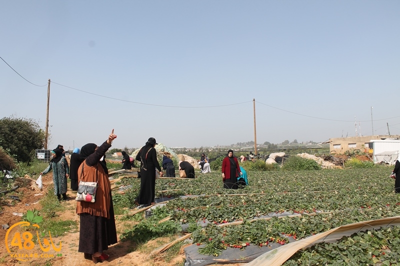 a7bab aqsa farawla (7).JPG